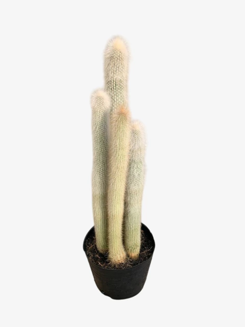 Cactus Strausii