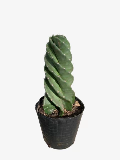 Cactus Espiralado - comprar online