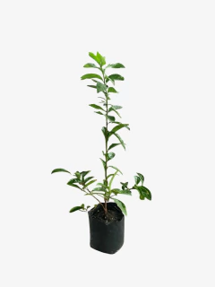 Jazmín Paraguayo - tienda online