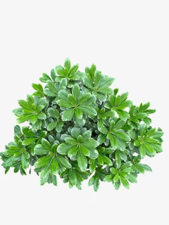 Azarero Variegado Enano