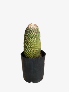 Cactus Toluca en internet