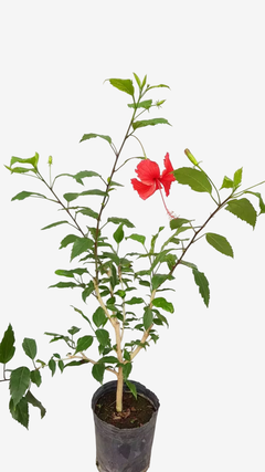Rosa China (de gajo) - comprar online