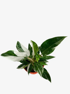Philodendro White Princess - comprar online