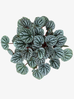 Peperomia Caperata - comprar online