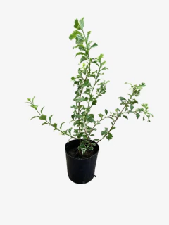Imagen de Duranta Erecta Alba