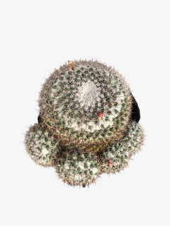 Cactus Mammillaria