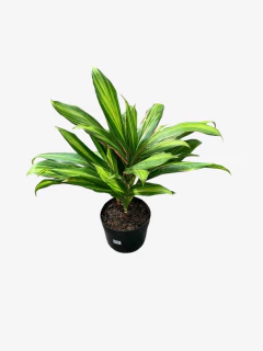 Dracena Kiwi - tienda online
