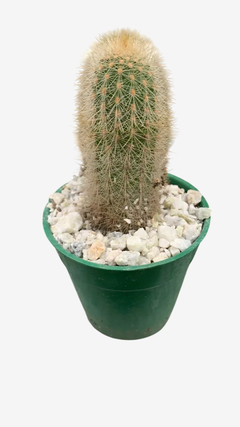 Cactus y Crassas M07 en internet
