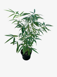 Phyllostachys bambusoides nigra (caña negra) - VallsGarden