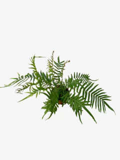 Helecho Vittata - comprar online