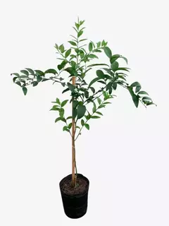 Mandarina Encore - VallsGarden