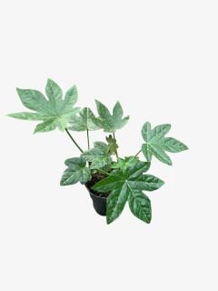 Aralia Sieboldii - VallsGarden