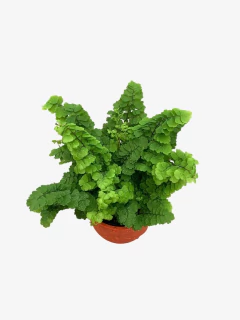 Adiantum en internet
