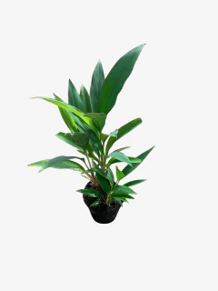 Imagen de Dracena Rubra