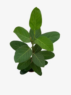 Ficus Audrey - comprar online