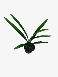 Clivia Miniata en internet