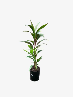 Dracena Rubra - VallsGarden