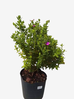 Polygala enana en internet