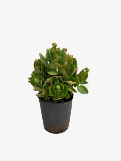 Calanchoe