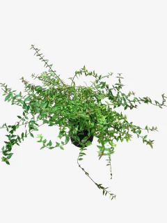 Abelia Grandiflora Compacta - VallsGarden
