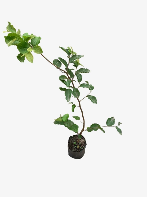 Manzano de campo - comprar online