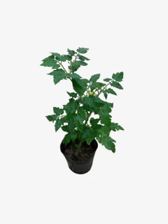 Tomate Cherry - VallsGarden
