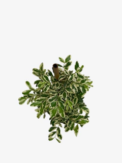 Eugenia Variegada - comprar online