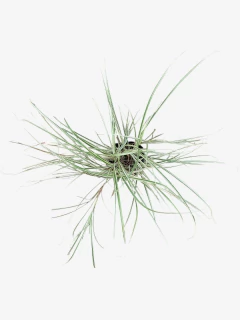 Miscanthus sinensis Variegata - comprar online