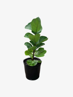 Ficus Pandurata Bambino - VallsGarden