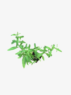 Cedron - VallsGarden