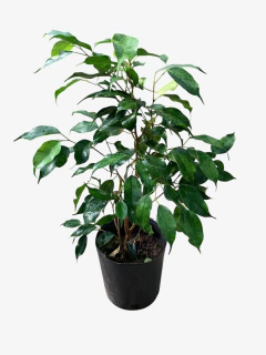 Ficus Benjamina - comprar online