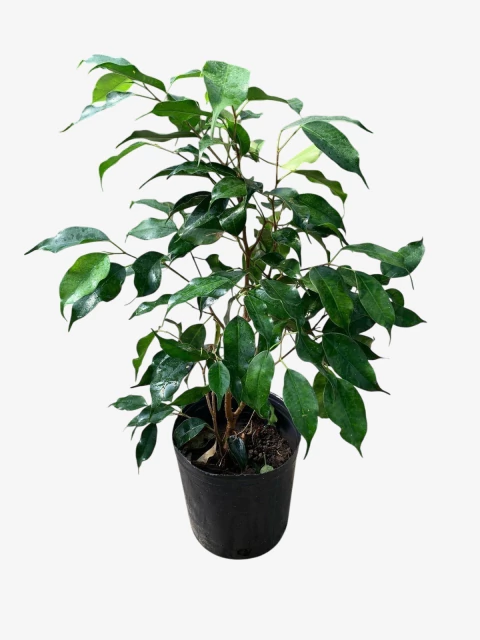 Ficus Benjamina - comprar online