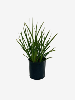 Diete Bicolor Lemon - comprar online