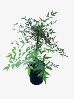 Nandina Domestica Aurea - tienda online