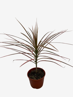 Dracena Tricolor - comprar online