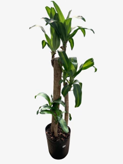 Palo de agua - VallsGarden