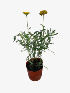 Achillea filipendulina - comprar online