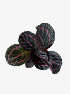 Calathea Dottie