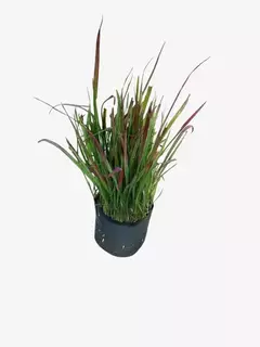 Imperata Cylindrica "Red Baron" en internet