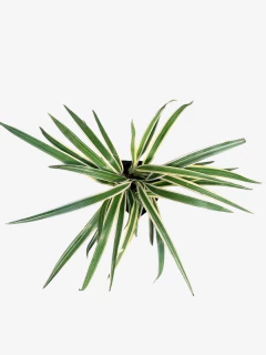 Dianella Tasmanica Variegata en internet