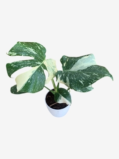 Monstera Variegada - comprar online