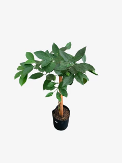 Naranja de ombligo sanguinea - VallsGarden