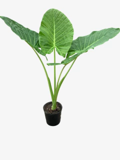 Alocasia Macrorrhiza - tienda online