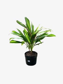 Imagen de Dracena Kiwi