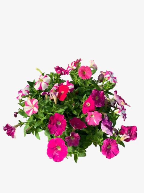 Petunia Mini - comprar online