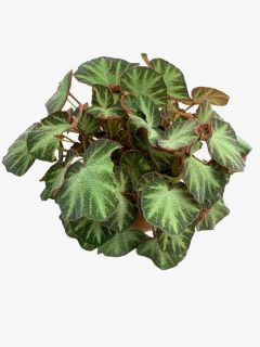 Begonia Brasilera - VallsGarden