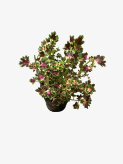 Coleus Peremne - VallsGarden