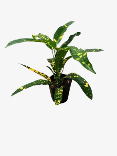 Crotón Cuero De Sapo - comprar online