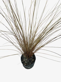 Carex Buchanani en internet
