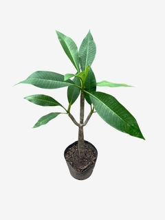 Jazmín Magno - VallsGarden